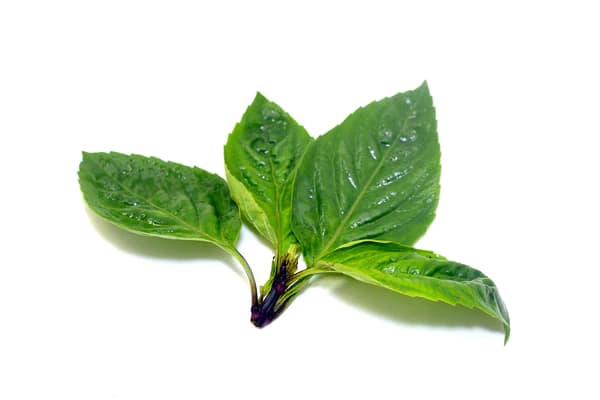 Basil